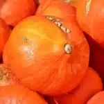 Tas de potimarrons orange vif avec leur pédoncule sec, rangés après la récolte pour être conservés pendant l'hiver