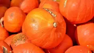 Tas de potimarrons orange vif avec leur pédoncule sec, rangés après la récolte pour être conservés pendant l'hiver