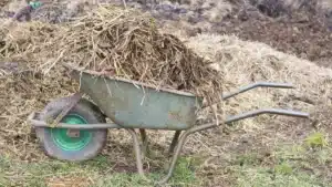 Brouette remplie de fumier pailleux posée devant des tas de fumier et de compost en cours de décomposition au jardin
