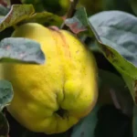 Gelée de coing maison : un coing jaune bien mûr sur la branche, prêt à être cuisiné en gelée ou en pâte de fruit