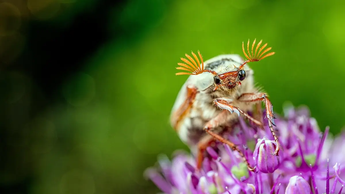 Hanneton commun vu de face sur une fleur d'ail violette, avec ses antennes orange en éventail et son corps brun clair velu