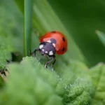 Hôtel à insectes au jardin : une coccinelle sur une feuille, alliée précieuse qui peut venir s'abriter pour l'hiver