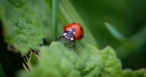 Hôtel à insectes au jardin : une coccinelle sur une feuille, alliée précieuse qui peut venir s'abriter pour l'hiver