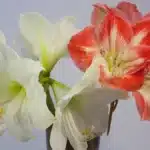 Bouquet d'amaryllis en fleurs, trois grandes fleurs blanches et deux fleurs rouges striées de blanc dans un vase en métal