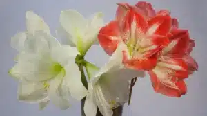 Bouquet d'amaryllis en fleurs, trois grandes fleurs blanches et deux fleurs rouges striées de blanc dans un vase en métal