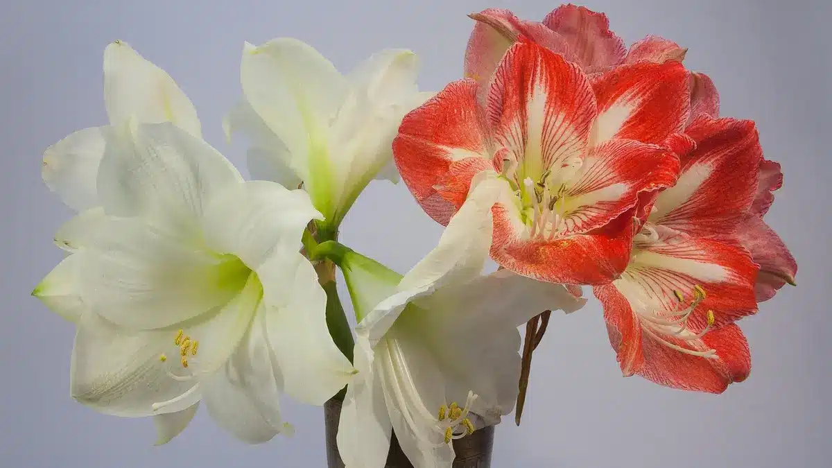 Bouquet d'amaryllis en fleurs, trois grandes fleurs blanches et deux fleurs rouges striées de blanc dans un vase en métal