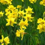 Planter des narcisses en automne : touffes de narcisses jaunes en pleine floraison dans un massif de jardin au printemps