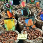 Planter des tulipes en automne : bulbes de tulipes présentés en paniers, prêts à être mis en terre au jardin