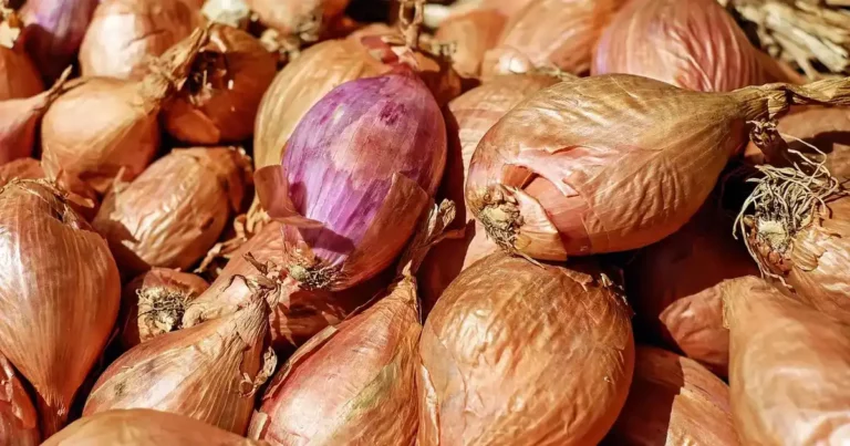 Planter des échalotes en automne : bulbes d'échalotes roses et dorés, prêts à être mis en terre au potager