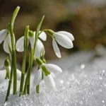 Touffe de perce-neige aux clochettes blanches qui sortent de la neige au soleil, floraison de plein hiver au jardin