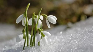 Touffe de perce-neige aux clochettes blanches qui sortent de la neige au soleil, floraison de plein hiver au jardin