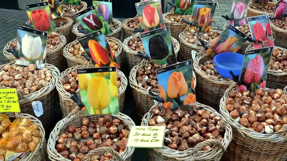 Planter perce-neige à l'automne : bulbes en paniers sur un marché, prêts à mettre en terre avant l'hiver au jardin