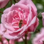 Planter un rosier en automne : rose rose épanouie avec une abeille, symbole d'un rosier bien installé et fleuri au jardin