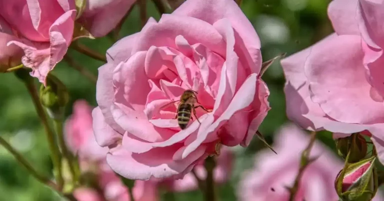 Planter un rosier en automne : rose rose épanouie avec une abeille, symbole d'un rosier bien installé et fleuri au jardin