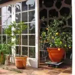 Citronnier et oranger en pots de terre cuite posés sur une terrasse carrelée, à l'entrée d'un abri vitré, avec leurs fruits mûrs
