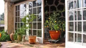 Citronnier et oranger en pots de terre cuite posés sur une terrasse carrelée, à l'entrée d'un abri vitré, avec leurs fruits mûrs