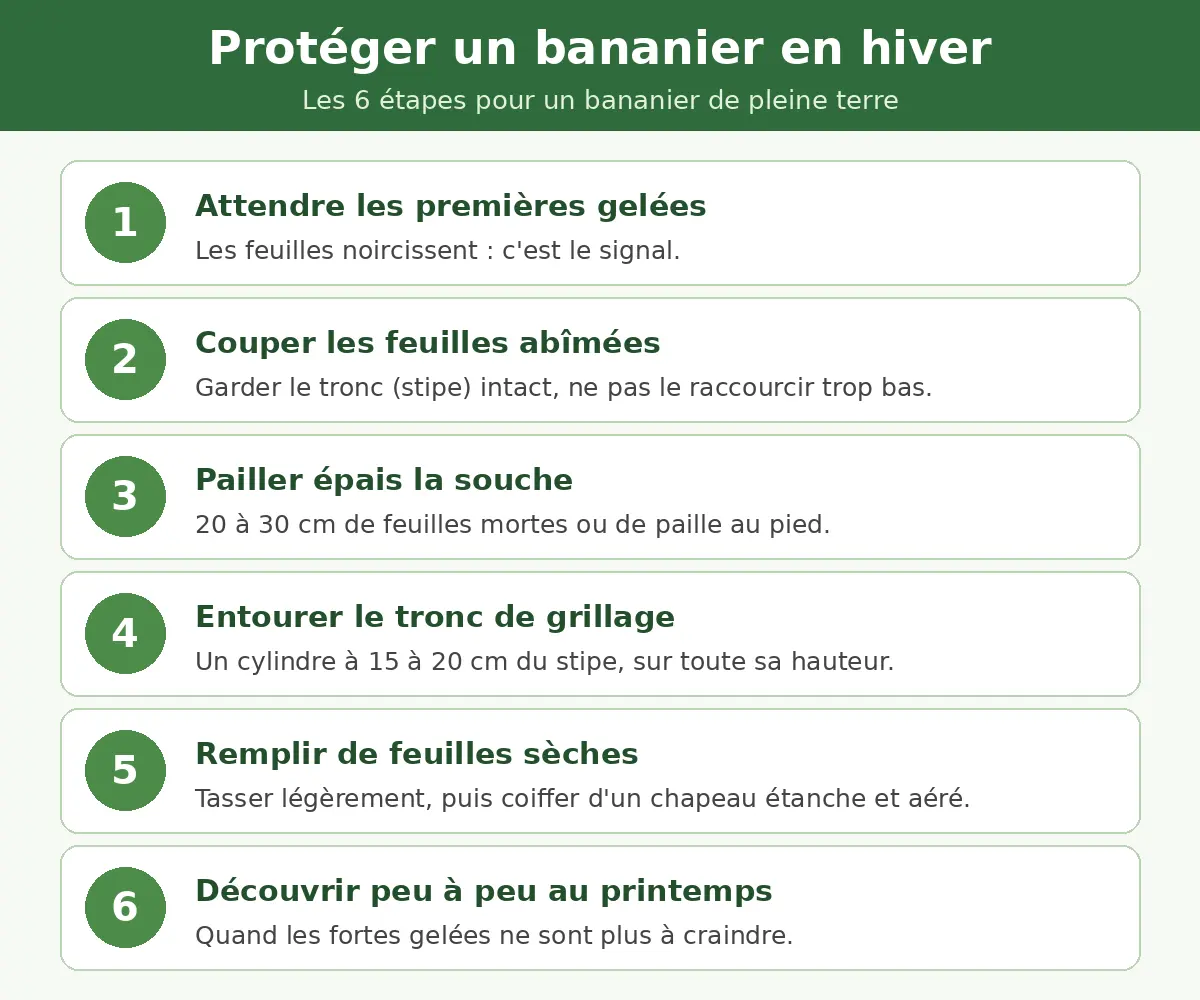 Infographie des 6 étapes pour protéger un bananier de pleine terre en hiver, du paillage de la souche au cylindre de grillage rempli de feuilles