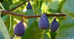 Protéger le figuier du froid avant l'hiver : figues violettes mûres sur une branche de figuier au feuillage encore vert