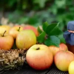 Fruits d'automne frais récoltés au jardin, posés sur une table en bois, prêts pour récolter les kakis et les conserver