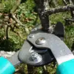 Coupe-branches à poignées vertes taillant une branche nue d'arbuste aux bourgeons rouges, au-dessus d'une pelouse en fin d'hiver